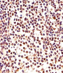 PCNA Mouse anti-Human, Mouse, Rat, Clone: 1157CT1.1.3, Abnova 400&mu;L;