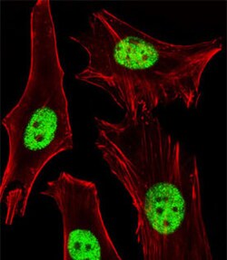 PPARA Mouse anti-Human, Mouse, Clone: 1331CT894.186.143, Abnova 400&mu;L;