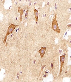 VAMP8 Mouse anti-Human, Clone: 1414CT354.12.23.93, Abnova 400&mu;L; Unlabeled:Antibodies,