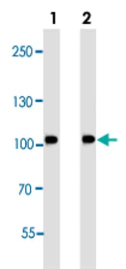 MUSK Mouse anti-Mouse, Rat, Clone: 1429CT456.173.44, Abnova 400&mu;L; Unlabeled:Antibodies,