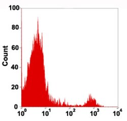 FCGR3A Mouse anti-Human, PE, Clone: COC16, Abnova 50 Reactions; PE:Antibodies,