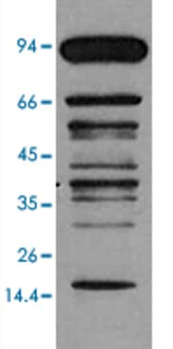 Pan methylated lysine Mouse, Clone: , Abnova 100&mu;L; Unlabeled:Antibodies,