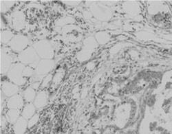 Pan methylated lysine Mouse, Clone: , Abnova 100&mu;L; Unlabeled:Antibodies,
