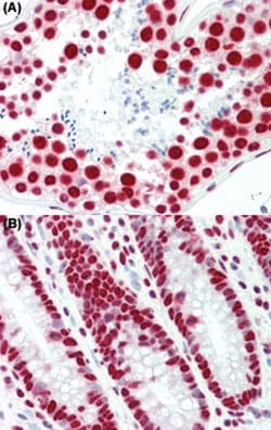 TAF15 Mouse anti-Human, Clone: 4D71, Abnova 50&mu;L; Unlabeled:Antibodies,