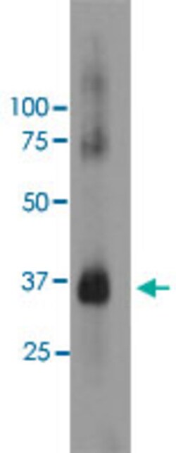 RHO Mouse anti-Bovine, Human, Clone: A531, Abnova 50&mu;L; Unlabeled:Antibodies,