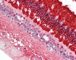 RHO Mouse anti-Bovine, Human, Clone: A531, Abnova 50&mu;L; Unlabeled:Antibodies,