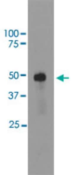 SAG Mouse anti-Bovine, Human, Clone: S128, Abnova 50&mu;L; Unlabeled:Antibodies,