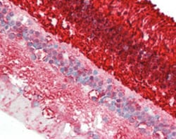 SAG Mouse anti-Bovine, Human, Clone: S128, Abnova 50&mu;L; Unlabeled:Antibodies,