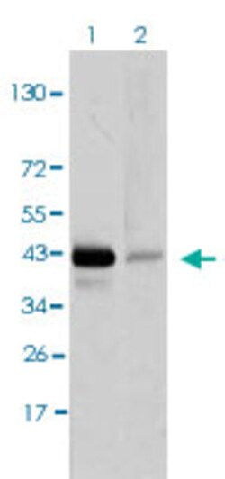 PAX5 Mouse anti-Human, Clone: 7D3, Abnova 50&mu;g; Unlabeled:Antibodies,