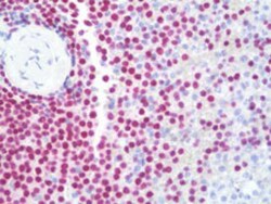 PAX5 Mouse anti-Human, Clone: 7D3, Abnova 50&mu;g; Unlabeled:Antibodies,