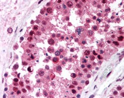 RBBP4 Mouse anti-Human, Clone: 11G10, Abnova 50&mu;g; Unlabeled:Antibodies,