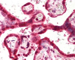 SLC9A3R1 Mouse anti-Human, Clone: EBP-10, Abnova 50&mu;g; Unlabeled:Antibodies,