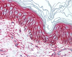 CD9 Mouse anti-Human, Clone: HI9a, Abnova 50&mu;g; Unlabeled:Antibodies,