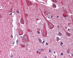 CXCR4 Mouse anti-Human, Clone: 12G5, Abnova 50&mu;g; Unlabeled:Antibodies,