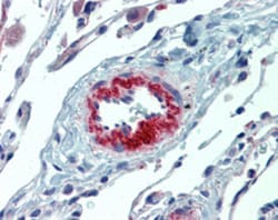 IL23A Mouse anti-Human, Clone: HLT2736, Abnova 50&mu;g; Unlabeled:Antibodies,