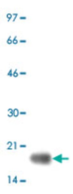 IL23A Mouse anti-Human, Clone: HLT2736, Abnova 50&mu;g; Unlabeled:Antibodies,