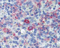 CD163 Mouse anti-Human, Clone: GHI/61, Abnova 100&mu;g; Unlabeled:Antibodies,