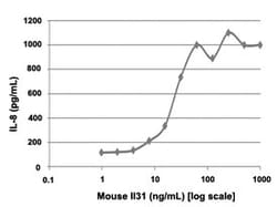 Abnova Mouse Il31 (Q6EAL8) Recombinant Protein 10 &mu;g | Buy Online | Abnova&trade; | Fisher Scientific