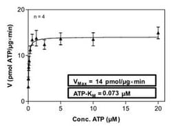 Abnova™ Human CDC42BPB (NM_006035, 1 a.a. - 472 a.a.) Full-length Recombinant Protein with GST-His tag expressed in Sf9 cells