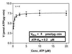 Abnova Human CDC2 (NM_001786, 1 a.a. - 297 a.a.) and CCNA2 (NM_001237, 1 a.a. - 432 a.a.) Recombinant Protein with GST-tag expressed in Sf9 cells 100 &mu;g | Buy Online | Abnova&trade; | Fisher Scientific