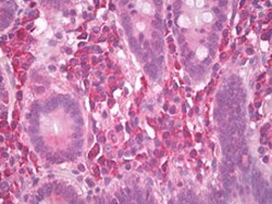 ATP7A Mouse anti-Human, Rat, Clone: S60-4, Abnova 50&mu;g; Unlabeled:Antibodies,