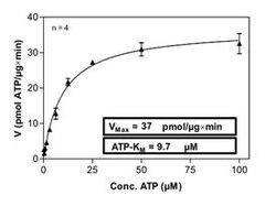 Abnova Human AURKB (NM_004217, 2 a.a. - 344 a.a.) Partial Recombinant Protein with GST-His tag expressed in Sf9 cells 100 &mu;g | Buy Online | Abnova&trade; | Fisher Scientific