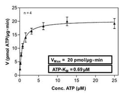 Abnova™ Human CHEK1 (NM_001274.2, 1 a.a. - 476 a.a.) Full-length Recombinant Protein with GST-His tag expressed in Sf9 cells
