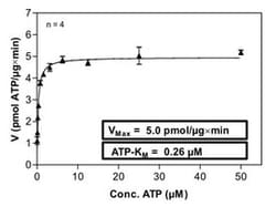 Abnova™ Human CSNK2A1 (NM_001895, 1 a.a. - 391 a.a.) Full-length Recombinant Protein with GST-tag expressed in Sf9 cells