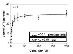 Abnova™ Human EPHA2 (NM_004431.2, 585 a.a. - 976 a.a.) Partial Recombinant Protein with GST-His tag expressed in Sf9 cells
