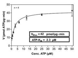 Abnova Human IKBKE (NM_014002, 1 a.a. - 716 a.a.) Full-length Recombinant Protein with GST-His tag expressed in Sf9 cells 100 &mu;g | Buy Online | Abnova&trade; | Fisher Scientific