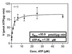 Abnova™ Human LYN (NM_002350, 1 a.a. - 512 a.a.) Full-length Recombinant Protein with GST-His tag expressed in Sf9 cells