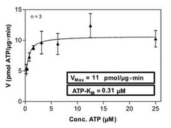 Abnova Human MAPKAPK5 (NM_003668.2, 1 a.a. - 471 a.a.) Full-length Recombinant Protein 100 &mu;g | Buy Online | Abnova&trade; | Fisher Scientific