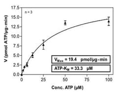 Abnova™ Human MUSK (NM_005592, 529 a.a. - 869 a.a.) Partial Recombinant Protein with GST-His tag expressed in Sf9 cells