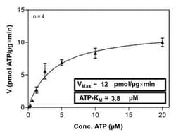 Abnova™ Human NEK2 (NM_002497, 1 a.a. - 445 a.a.) Full-length Recombinant Protein with GST-His tag expressed in Sf9 cells