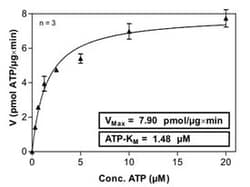Abnova™ Human NEK6 (NM_014397, 8 a.a. - 313a.a.) Partial Recombinant Protein with GST-His tag expressed in Sf9 cells