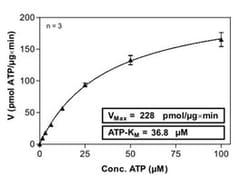 Abnova™ Human PAK2 (NM_002577, 3 a.a. - 524 a.a.) Partial Recombinant Protein with GST-His tag expressed in Sf9 cells