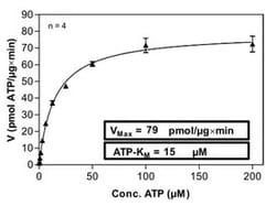 Abnova™ Human PAK3 (NM_002578, 1 a.a. - 544 a.a.) Full-length Recombinant Protein with GST-His tag expressed in Sf9 cells