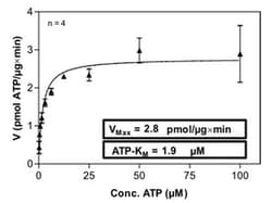 Abnova™ Human PAK4 (NM_005884, 1 a.a.- 591 a.a.) Full-length Recombinant Protein with GST-His tag expressed in Sf9 cells