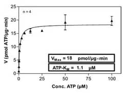 Abnova&trade;&nbsp;Human PAK7 (NM_020341, 1 a.a. - 719 a.a.) Full-length Recombinant Protein with GST-His tag expressed in Sf9 cells