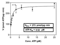 Abnova™ Human PIM1 (NM_002648, 1 a.a. - 313 a.a.) Full-length Recombinant Protein with GST-His tag expressed in Sf9 cells