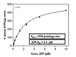 Abnova™ Human PRKCA (NM_002737, 1 a.a. - 672 a.a.) Full-length Recombinant Protein with GST-His tag expressed in Sf9 cells