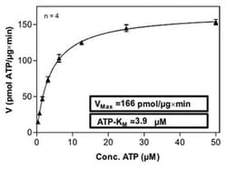 Abnova&trade;&nbsp;Human PRKCQ (NM_006257, 1 a.a. - 706 a.a.) Full-length Recombinant Protein with GST-tag expressed in Sf9 cells
