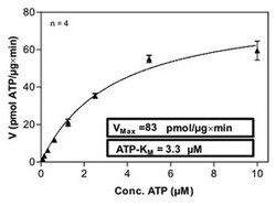Abnova™ Human PRKCZ (Z15108, 6 a.a. - 584 a.a.) Partial Recombinant Protein with GST-His tag expressed in Sf9 cells