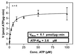 Abnova™ Human PTK2B (NM_004103.3, 1 a.a. - 1009 a.a.) Full-length Recombinant Protein with GST-His tag expressed in Sf9 cells