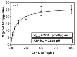 Abnova™ Human ROCK2 (NM_004850, 6 a.a. - 553 a.a.) Partial Recombinant Protein with GST-His tag expressed in Sf9 cells