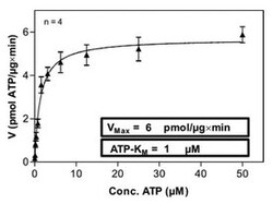Abnova™ Human PLK4 (NM_014264.2, 1 a.a. - 970 a.a.) Full-length Recombinant Protein with GST-His tag expressed in Sf9 cells