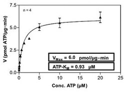 Abnova™ Human NUAK2 (NM_030952, 1 a.a. - 628 a.a.) Full-length Recombinant Protein with GST-His tag expressed in Sf9 cells