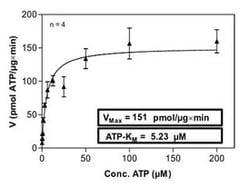 Abnova™ Human FLT1 (NM_002019, 784 a.a. - 1338 a.a.) Partial Recombinant Protein with GST-tag expressed in Sf9 cells