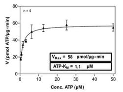 Abnova Human FLT4 (NM_002020, 799 a.a. - 1298 a.a.) Partial Recombinant Protein with GST-His tag expressed in Sf9 cells 100 &mu;g | Buy Online | Abnova&trade; | Fisher Scientific