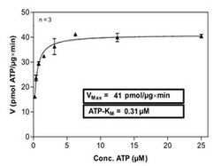 Abnova Human ABL1 (NM_005157.3, 118 a.a. - 535 a.a.) H396P mutant Partial Recombinant Protein expressed in Sf9 cells 100&mu;g | Buy Online | Abnova&trade; | Fisher Scientific